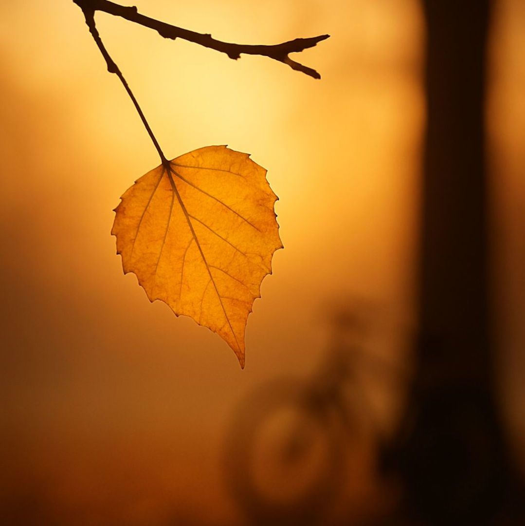 A Arvore Sabia EmbalArte 2025 news