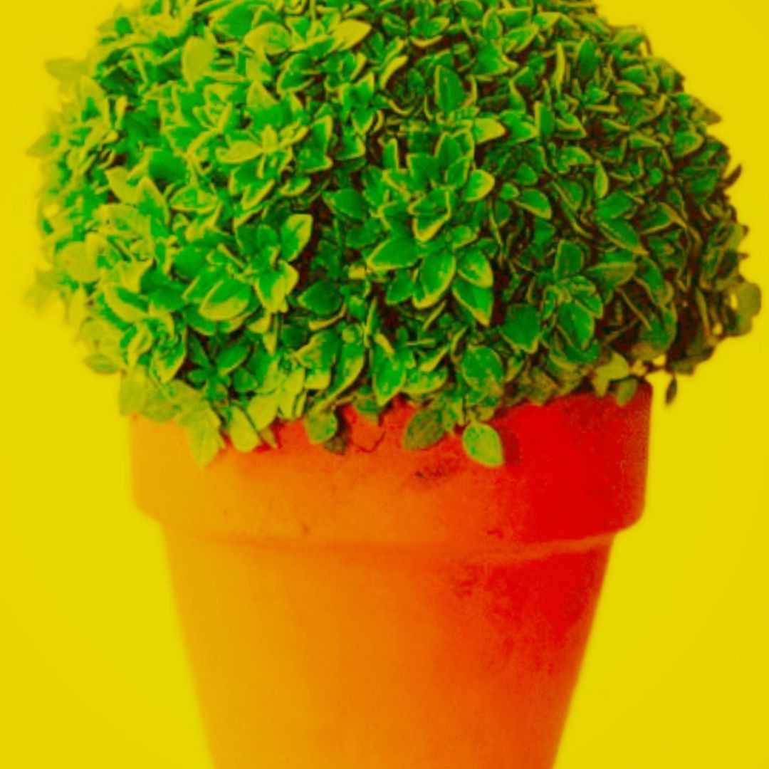 o baile do manjerico EmbalArte news